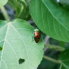 Calliphara excellens