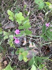 Lathyrus linifolius montanus