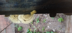 Trametes