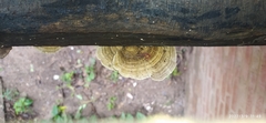 Trametes