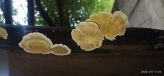 Trametes