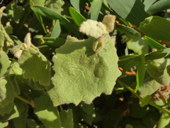 Lasiopetalum schulzenii