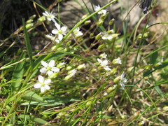 Minuartia pauciflora