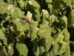 Lasiopetalum schulzenii