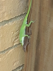 Anolis carolinensis