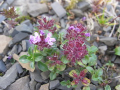 Thymus pulcherrimus