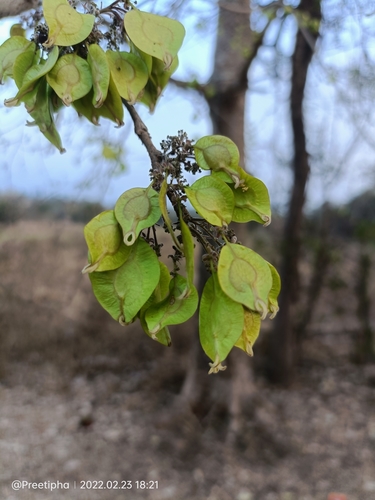 Holoptelea integrifolia (Roxb.) Planch.