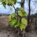 Indian Elm - Photo (c) Dr. Preeti V. Phate, some rights reserved (CC BY-NC), uploaded by Dr. Preeti V. Phate
