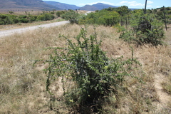 Ehretia rigida rigida