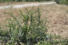 Ehretia rigida rigida