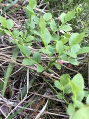 Vaccinium myrtillus