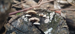 Schizophyllum