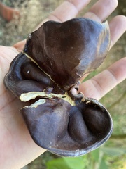 Enterolobium cyclocarpum