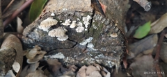 Schizophyllum