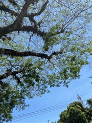 Enterolobium cyclocarpum