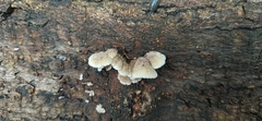 Schizophyllum