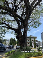 Enterolobium cyclocarpum