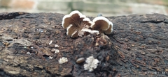 Schizophyllum
