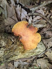 Pholiota subsulphurea