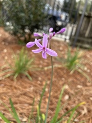 Tulbaghia violacea