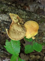 Pholiota subsulphurea