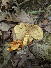 Pholiota subsulphurea