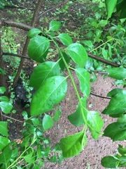 Diospyros virginiana