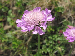 Scabiosa lucida barbata