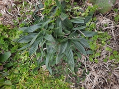 Plantago lanceolata