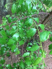 Diospyros virginiana