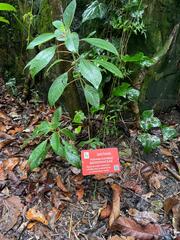 Podranea ricasoliana