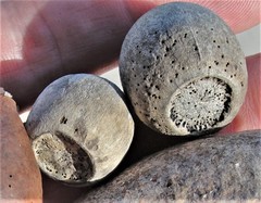 Lithocarpus bennettii