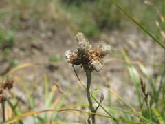 Antennaria carpatica