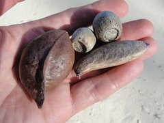 Lithocarpus bennettii