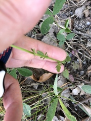 Brassicaceae