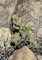 Crassula mesembryanthoides mesembryanthoides