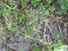 Galium bellatulum
