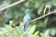 Chalybura buffonii