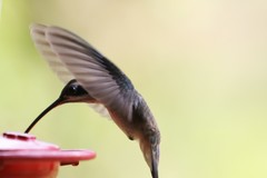 Phaethornis anthophilus