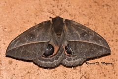 Automeris basalis