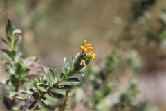 Lasiosiphon meisnerianus