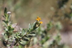 Lasiosiphon meisnerianus