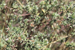 Lasiosiphon meisnerianus