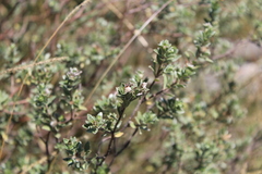 Lasiosiphon meisnerianus