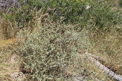Lasiosiphon meisnerianus