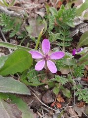 Erodium cicutarium