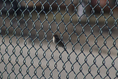 Spizella passerina passerina