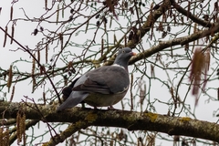 Columba palumbus
