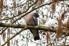 Columba palumbus