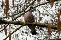 Columba palumbus